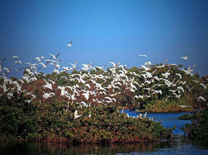 Nelapattu Bird Sanctuary, Sri Potti Sriramulu Nellore, Andhra Pradesh - Vushii.com Nelapattu Bird Sanctuary, Sri Potti Sriramulu Nellore, Andhra Pradesh - Vushii.com